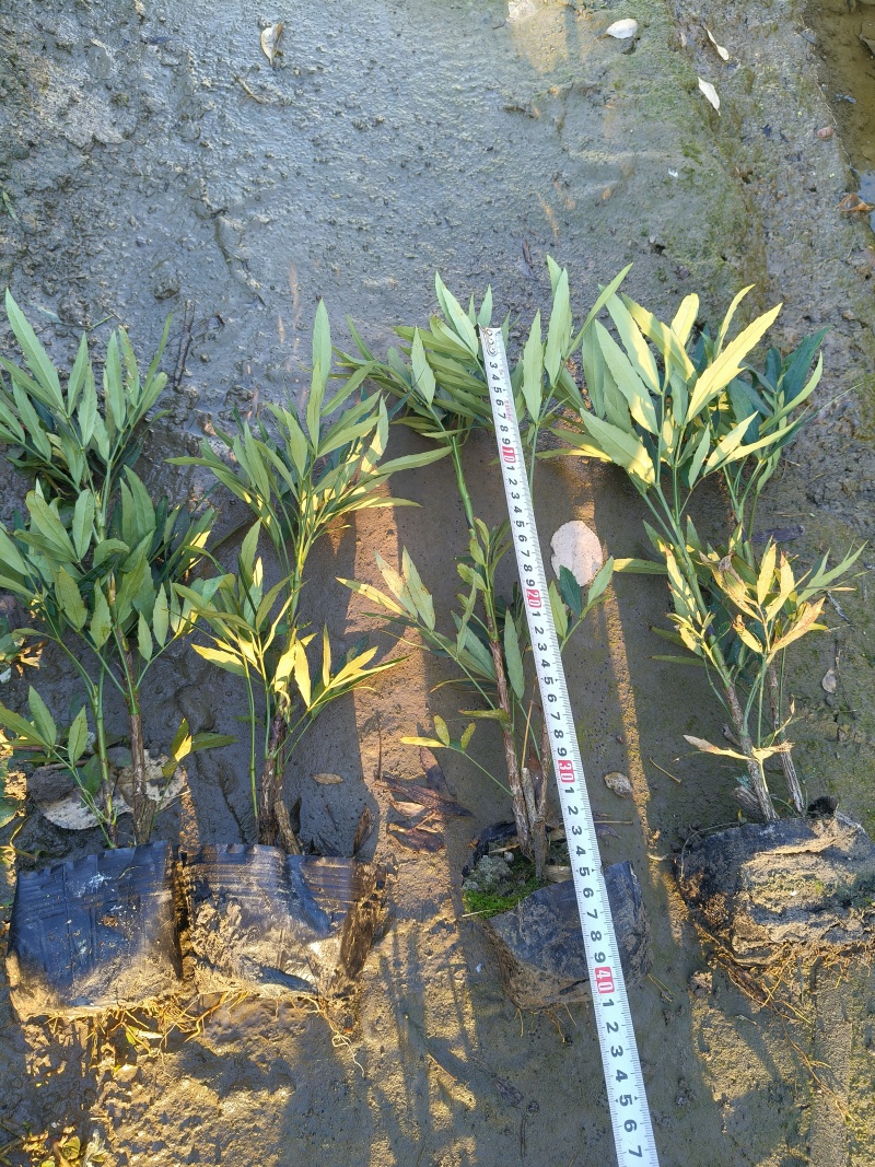 小叶十大功劳大杯平面高度:35cm一40cm，欢迎来订购