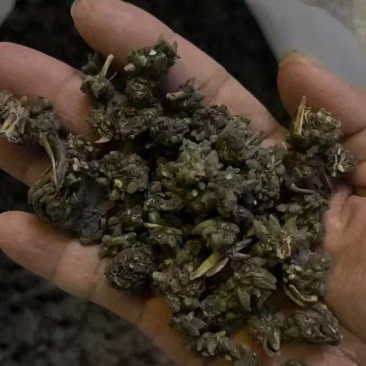 野生猫爪草种植猫爪草中颗粒新货质量好省内包邮