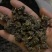 野生猫爪草种植猫爪草中颗粒新货质量好省内包邮