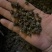 野生猫爪草种植猫爪草中颗粒新货质量好省内包邮