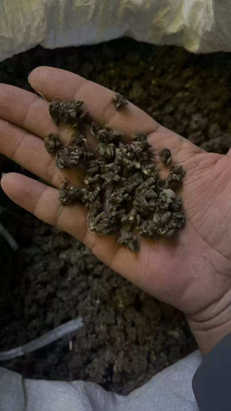 野生猫爪草种植猫爪草中颗粒新货质量好省内包邮