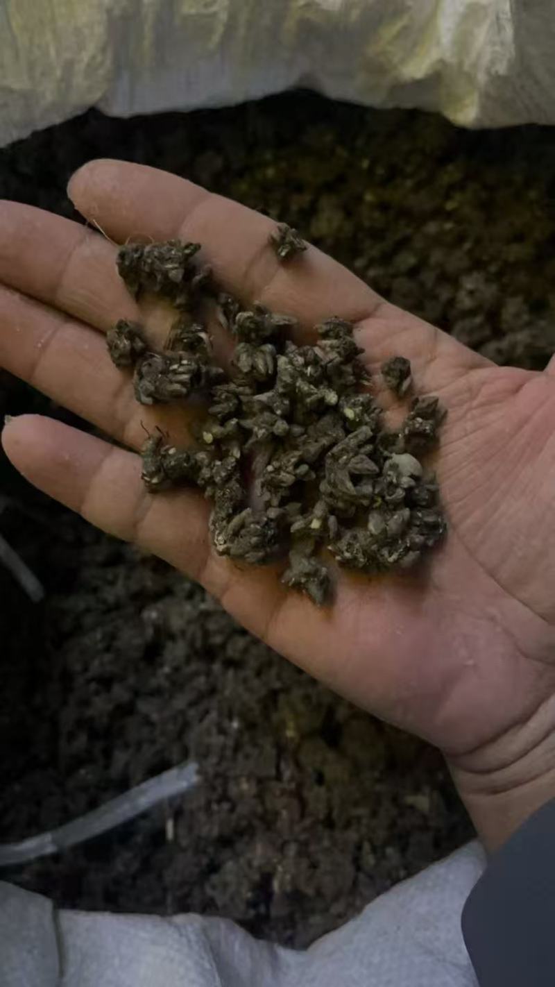 野生猫爪草种植猫爪草中颗粒新货质量好省内包邮