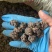 野生猫爪草种植猫爪草中颗粒新货质量好省内包邮