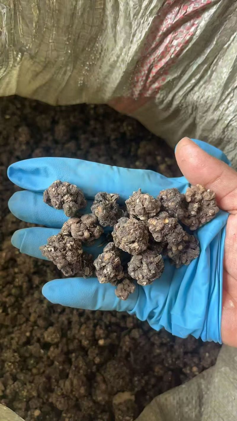 野生猫爪草种植猫爪草中颗粒新货质量好省内包邮