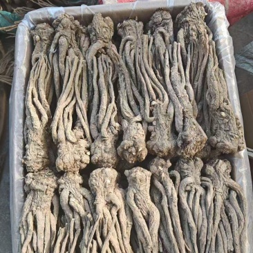 甘肃岷县原产地当归大量批发