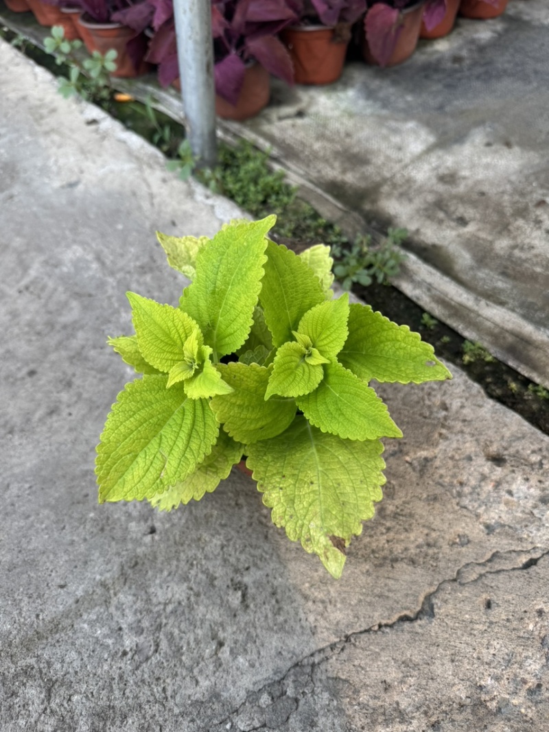 大小规格彩叶草三色品质保证基地直发