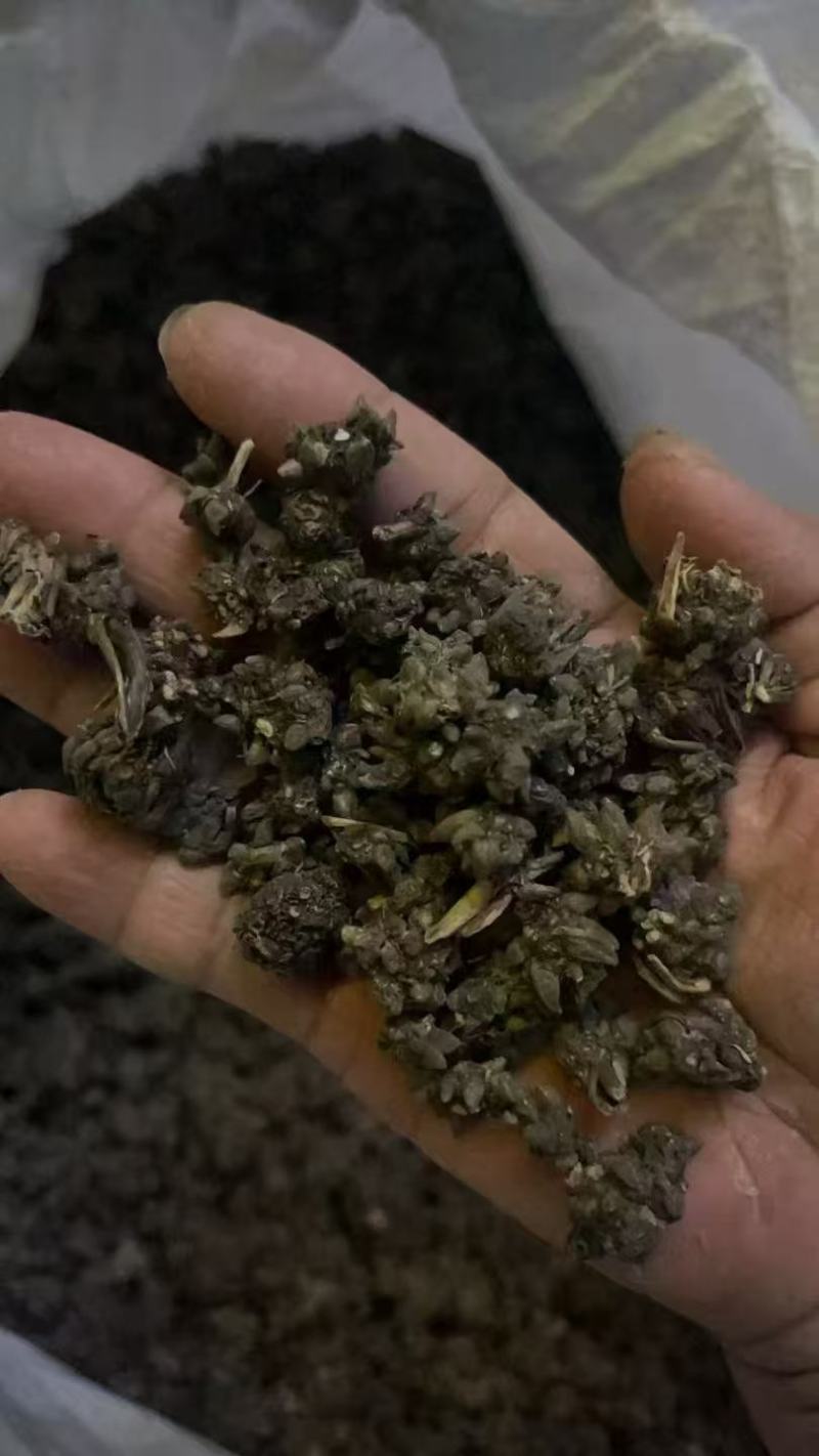 野生猫爪草种植猫爪草中颗粒新货质量好省内包邮