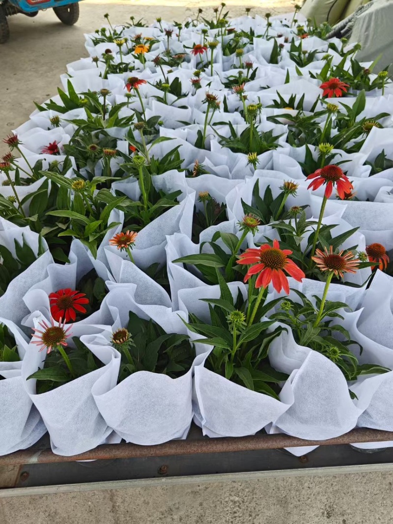 1加仑松果菊品质保证基地直发