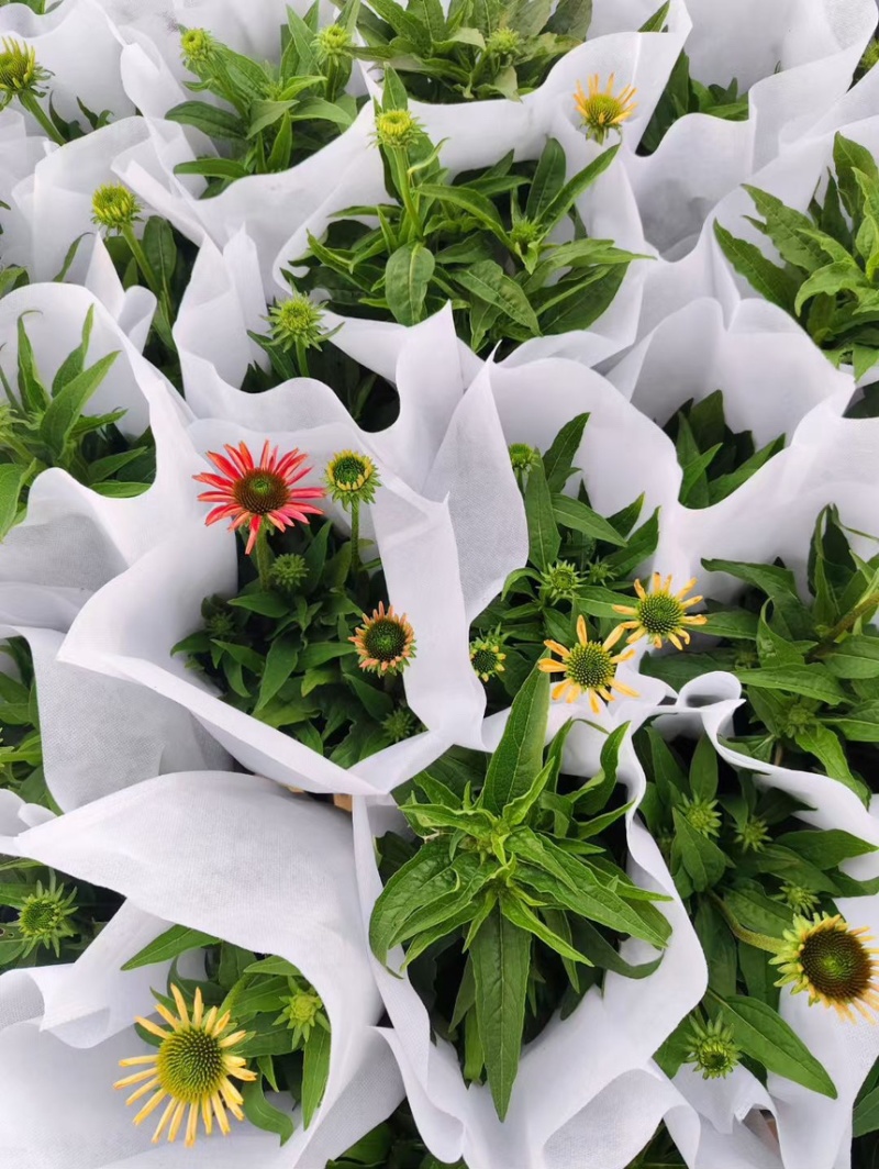 1加仑松果菊品质保证基地直发
