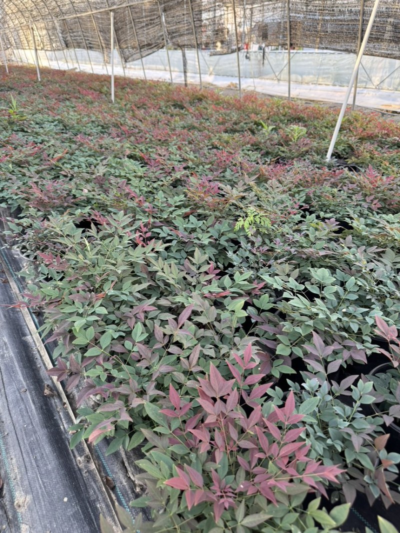 南天竹品质保证基地直发大量有货