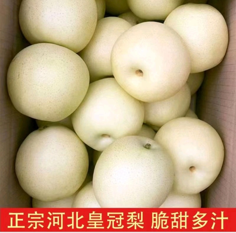 皇冠梨新鲜水果皮薄多汁皇冠梨3/5/10斤批发整箱梨