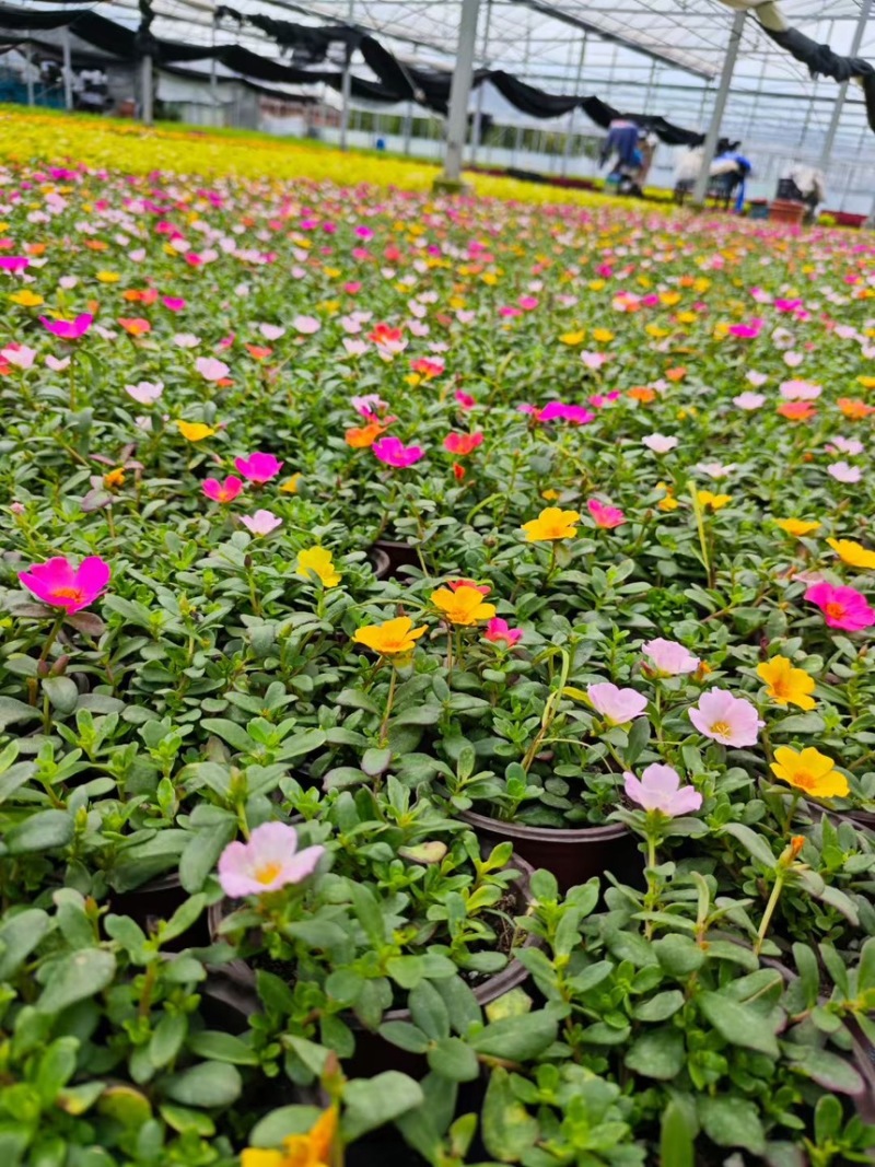 120规格太阳花品质保证基地直发大量有货