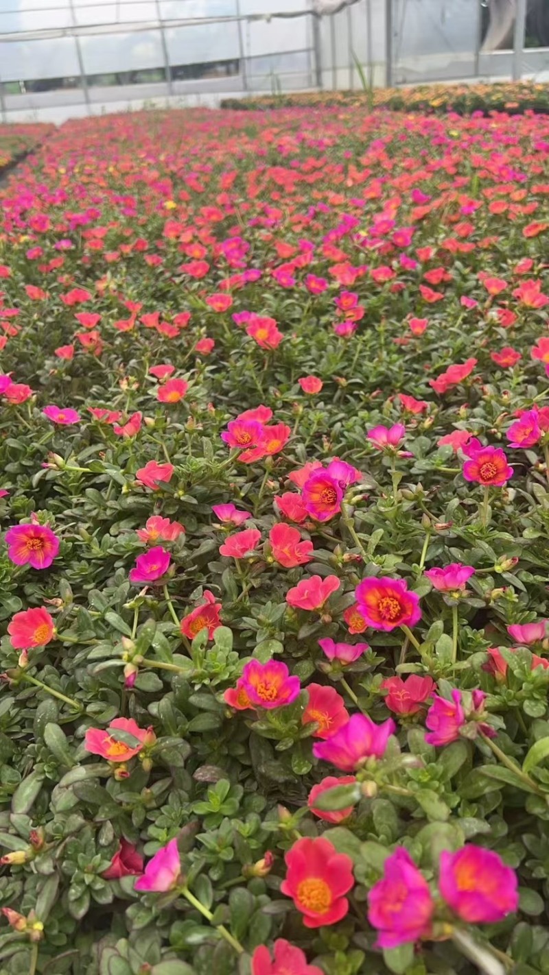120规格太阳花品质保证基地直发大量有货
