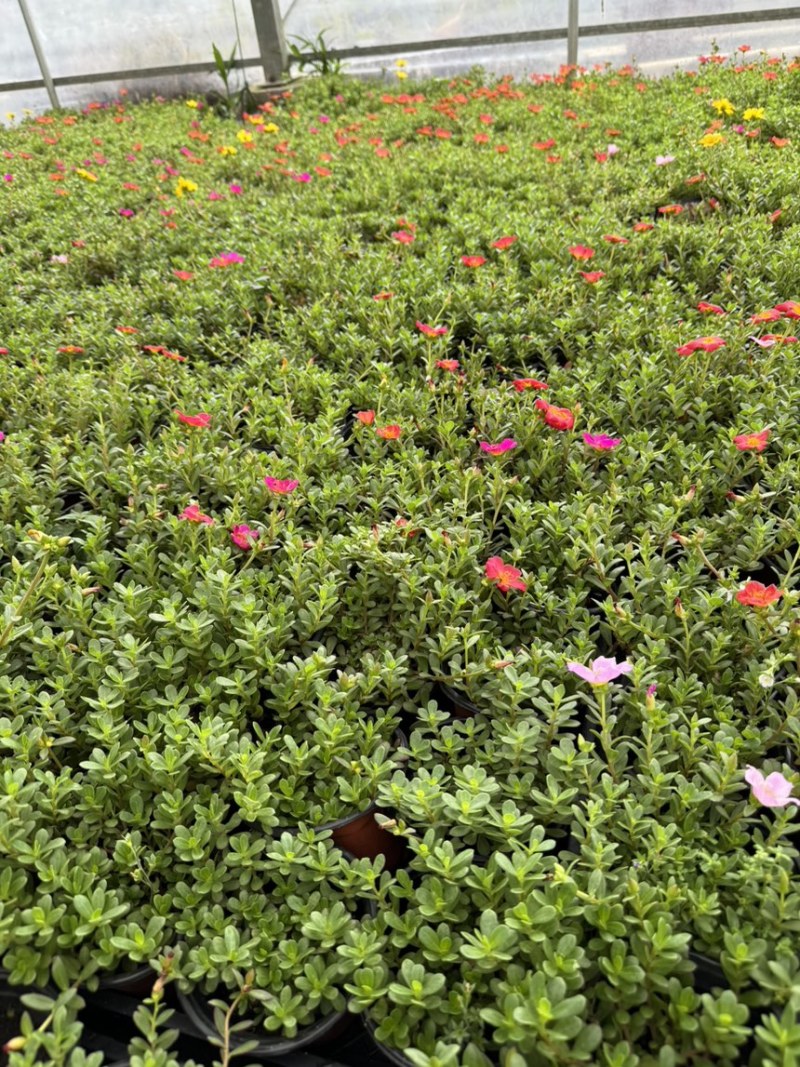 120规格太阳花品质保证基地直发大量有货