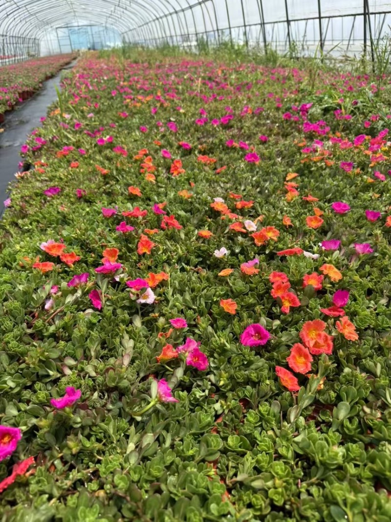 120规格太阳花品质保证基地直发大量有货