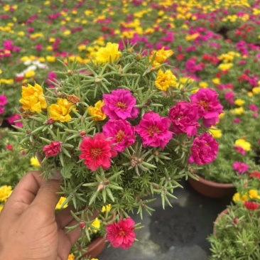 190重瓣太阳花品质保证基地直发大量有货