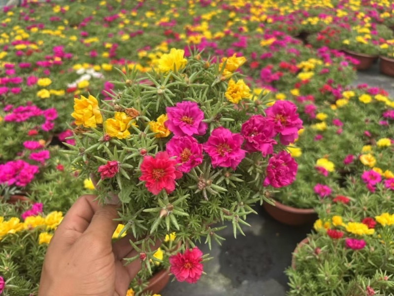 190重瓣太阳花品质保证基地直发大量有货