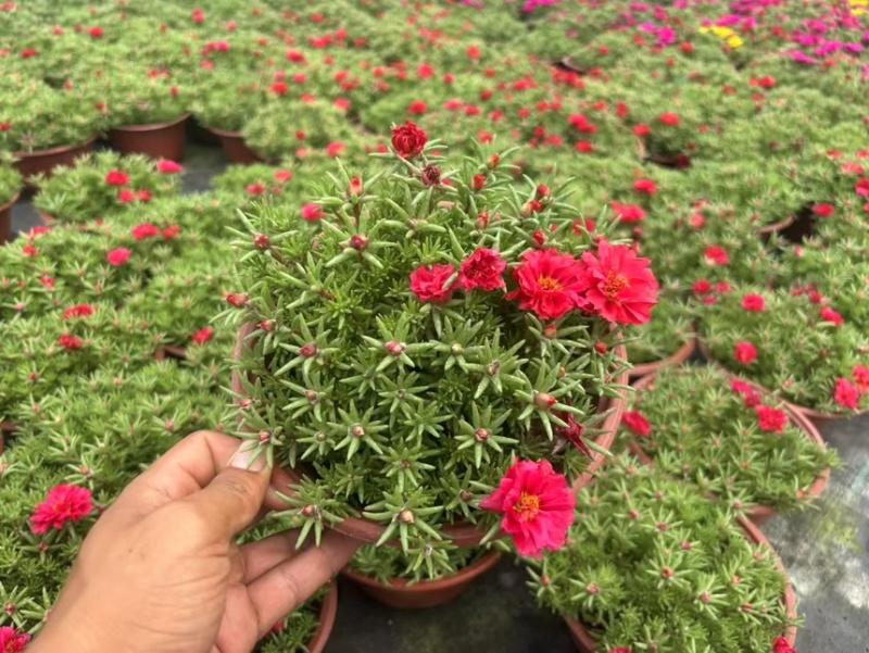 190重瓣太阳花品质保证基地直发大量有货