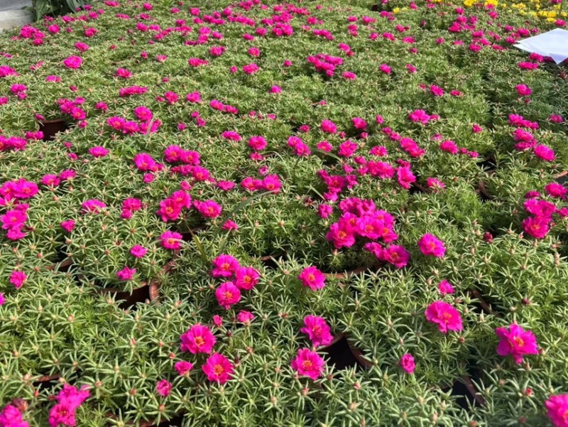 190重瓣太阳花品质保证基地直发大量有货