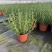 迷迭香大小规格品质保证基地直发