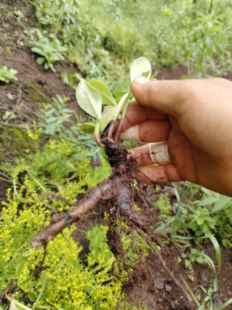中药圣品花地参
