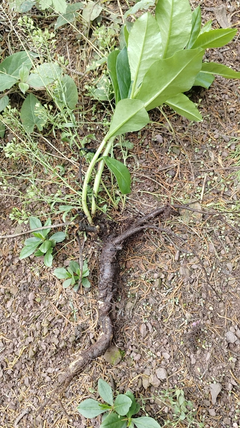中药圣品花地参