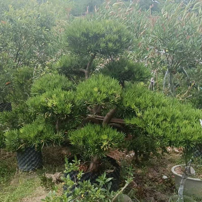 高档罗汉松室内客厅老桩庭院盆景室外阳台盆栽四季常青造型绿