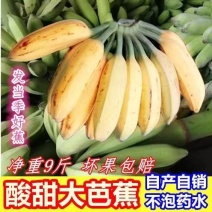正宗广西大芭蕉酸甜可口薄皮大牛蕉当季新鲜水果牛角蕉一整箱批发