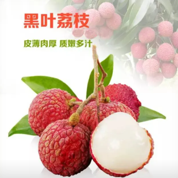 广西黑叶荔枝预计6月20号开始采摘