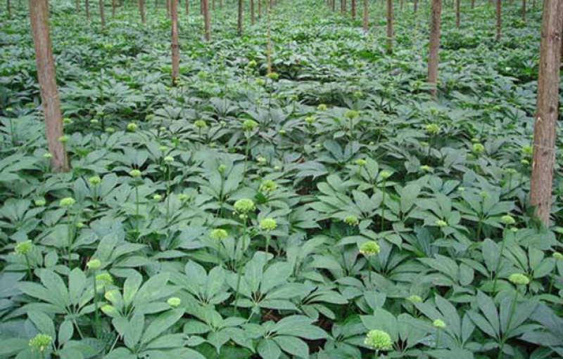 田七花头茬三七花正宗云南文山三七花田七花