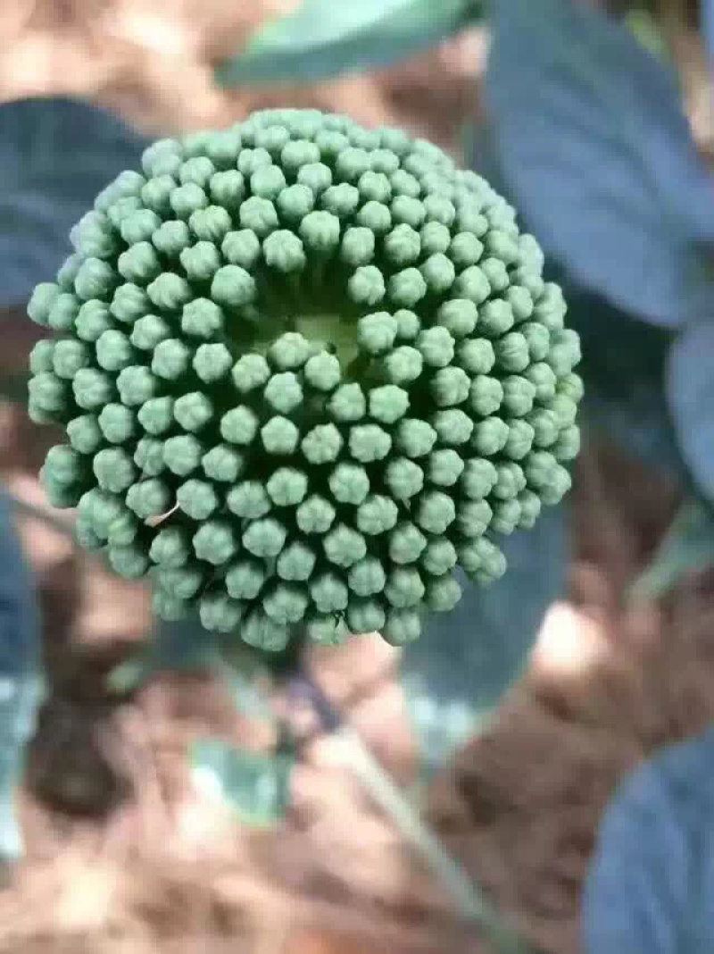 田七花头茬三七花正宗云南文山三七花田七花