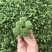 田七花头茬三七花正宗云南文山三七花田七花