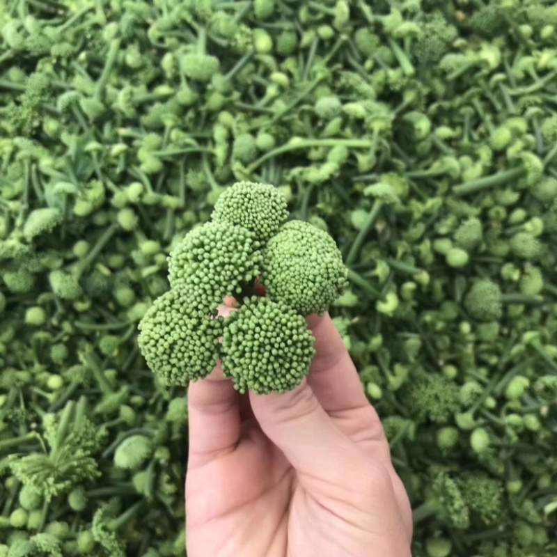 田七花头茬三七花正宗云南文山三七花田七花
