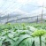 田七花头茬三七花正宗云南文山三七花田七花