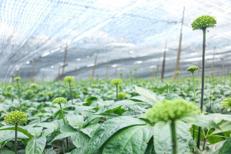 田七花头茬三七花正宗云南文山三七花田七花