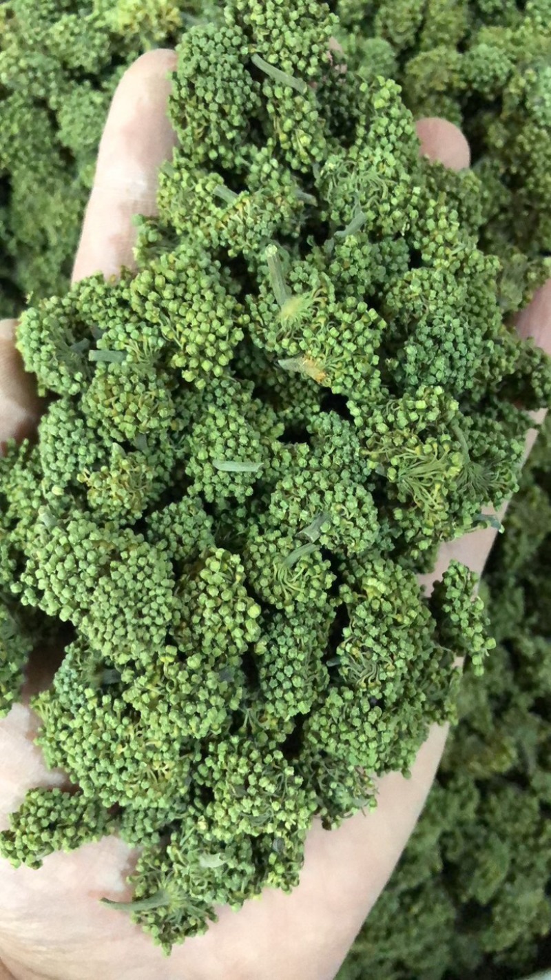 田七花头茬三七花正宗云南文山三七花田七花