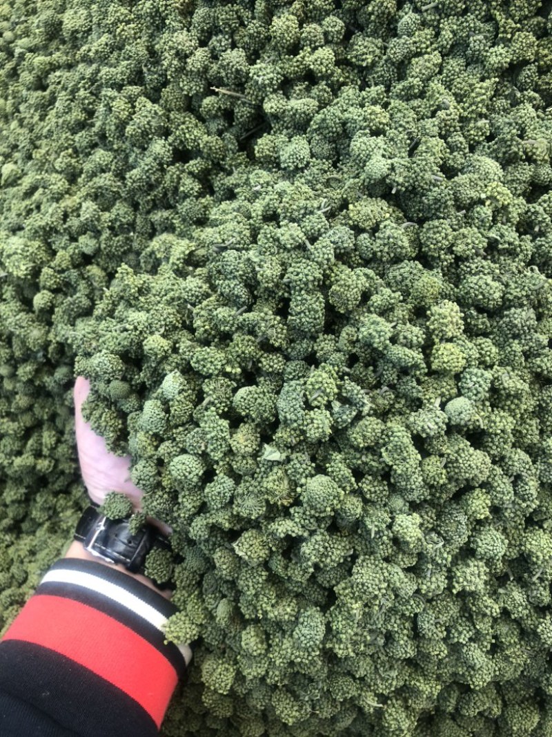 田七花头茬三七花正宗云南文山三七花田七花