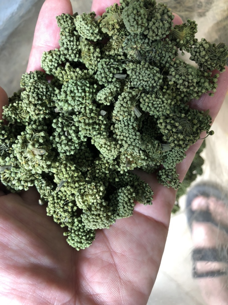 田七花头茬三七花正宗云南文山三七花田七花