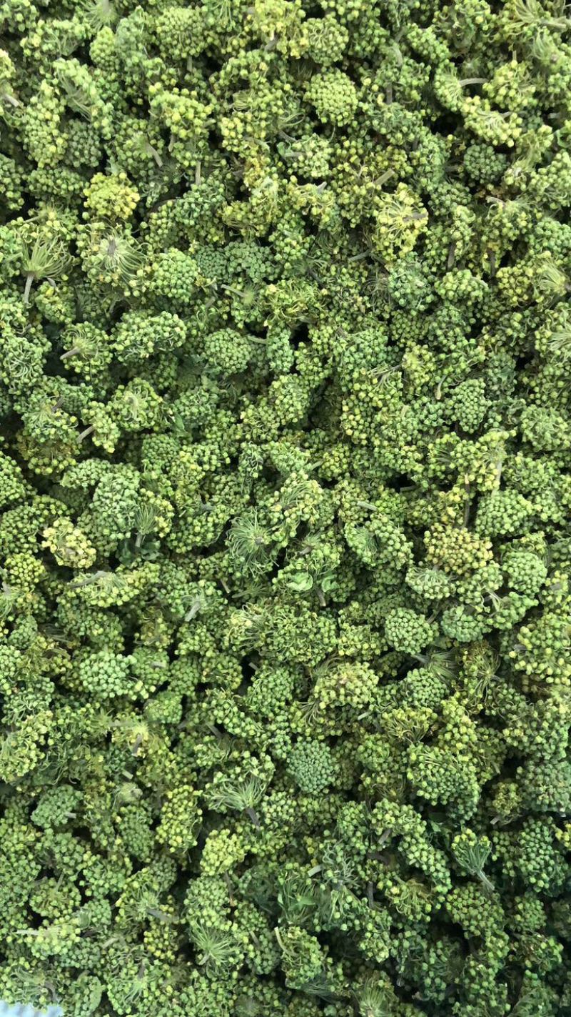 田七花头茬三七花正宗云南文山三七花田七花