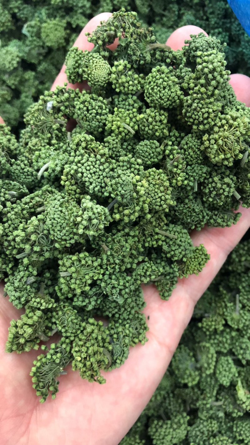 田七花头茬三七花正宗云南文山三七花田七花