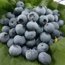 新鲜蓝莓