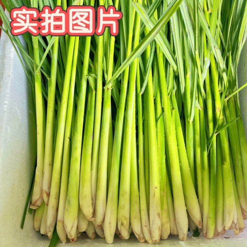 香茅草-香茅苗
