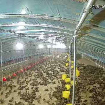 正定青年麻鸭
