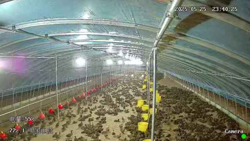 正定青年麻鸭