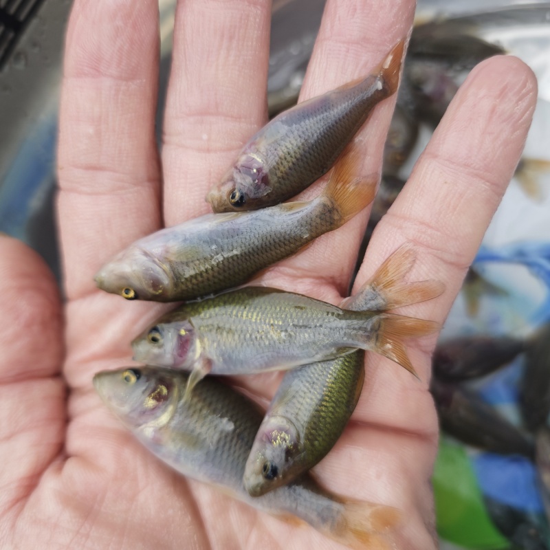 禾花鲤鱼苗荷花鲤鱼稻田乌鲤鱼低耗氧杂食性易养殖