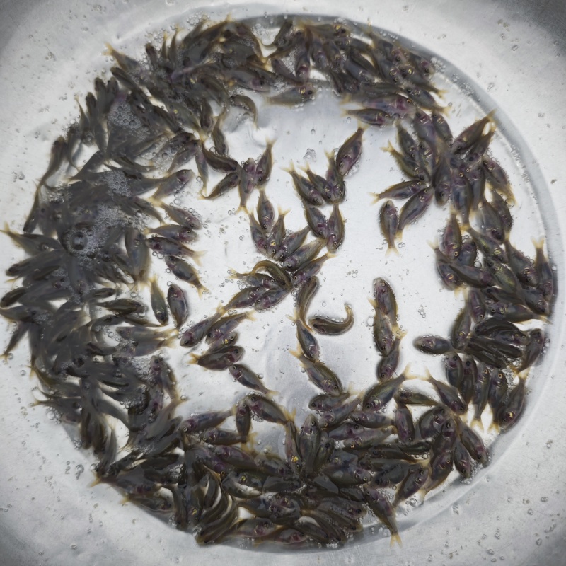 禾花鲤鱼苗荷花鲤鱼稻田乌鲤鱼低耗氧杂食性易养殖