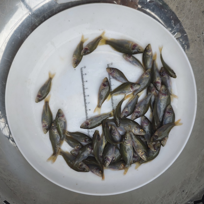 禾花鲤鱼苗荷花鲤鱼稻田乌鲤鱼低耗氧杂食性易养殖
