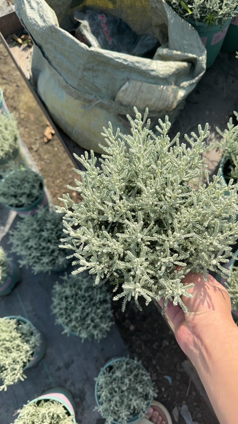 银香菊