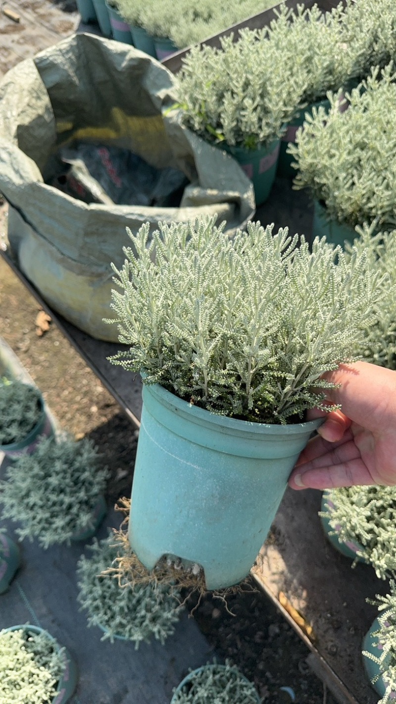 银香菊