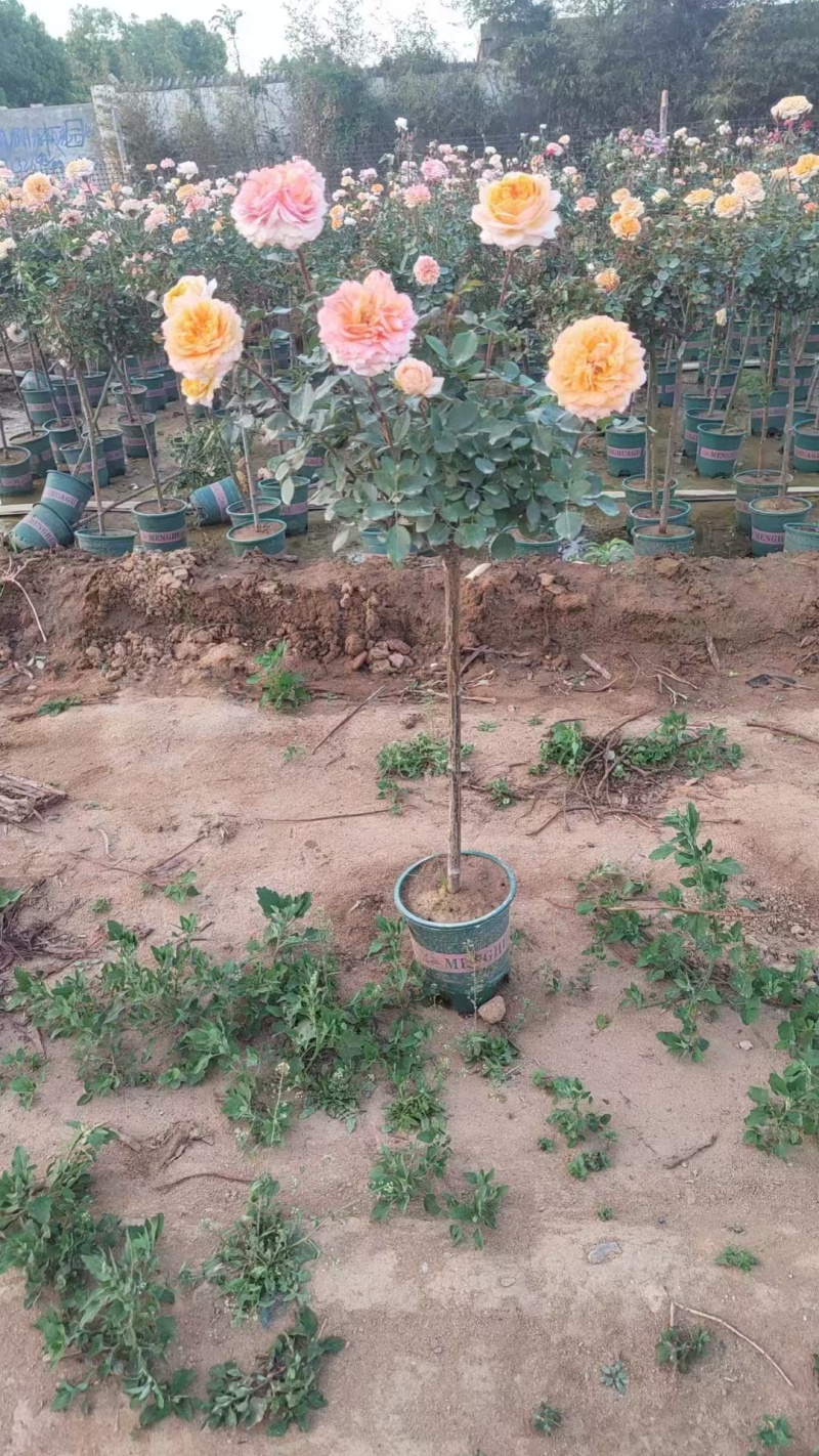月季小青杆棒棒糖价格美丽